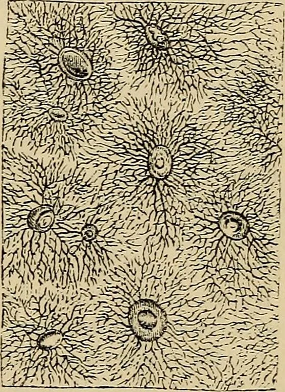 An illustration from The microscope and its revelations, 1881, leaf 858