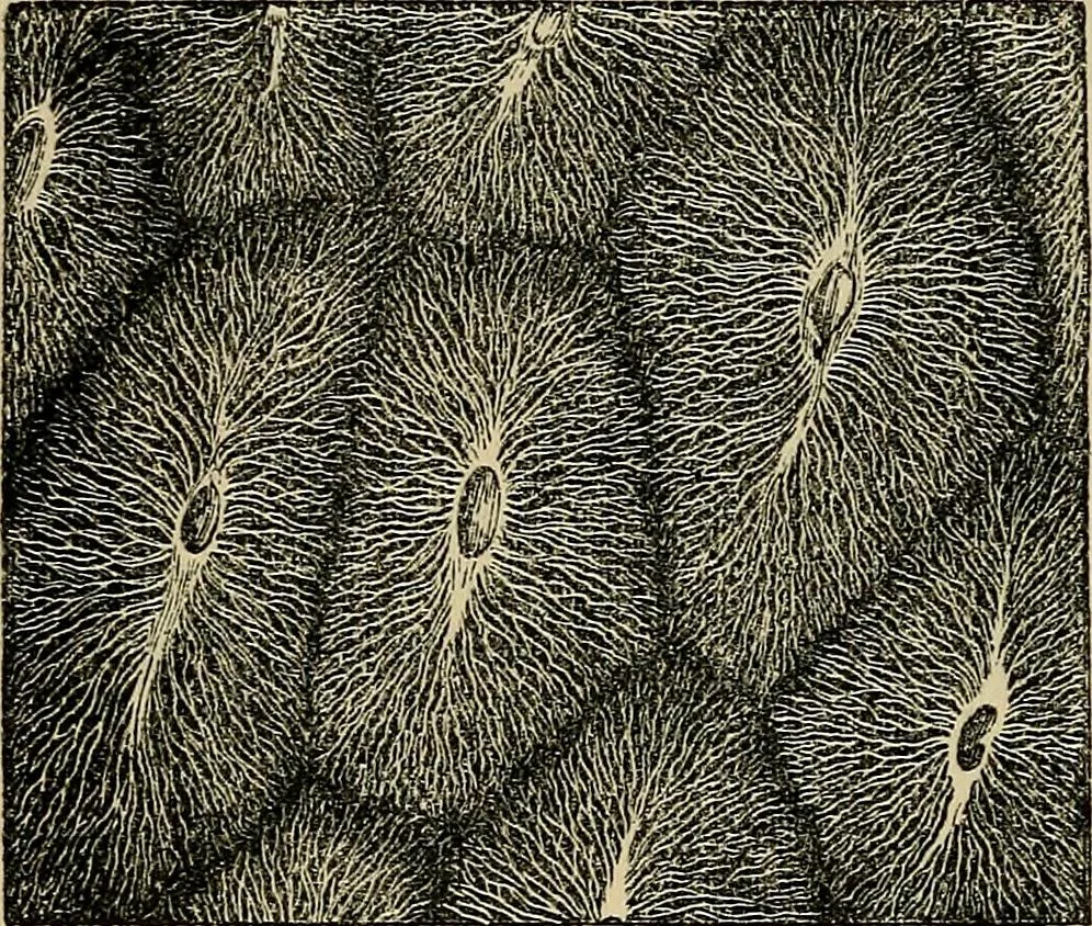 An illustration from The microscope and its revelations, 1881, leaf 859