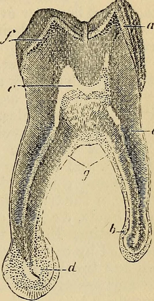 An illustration from The microscope and its revelations, 1881, leaf 860