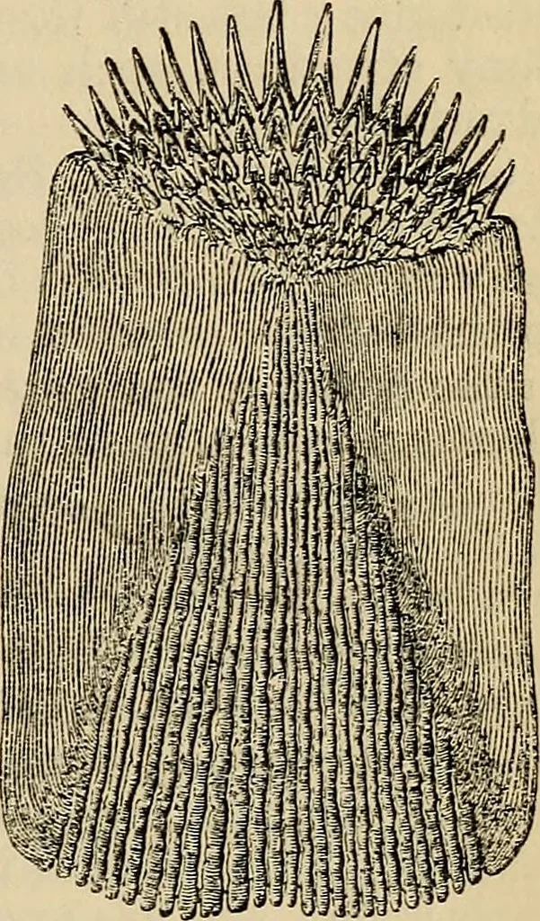 An illustration from The microscope and its revelations, 1881, leaf 862