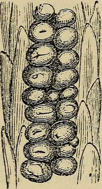 An illustration from The microscope and its revelations, 1881, leaf 865