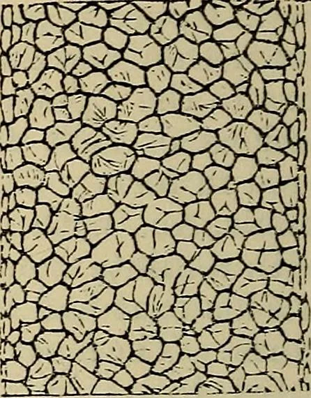 An illustration from The microscope and its revelations, 1881, leaf 865