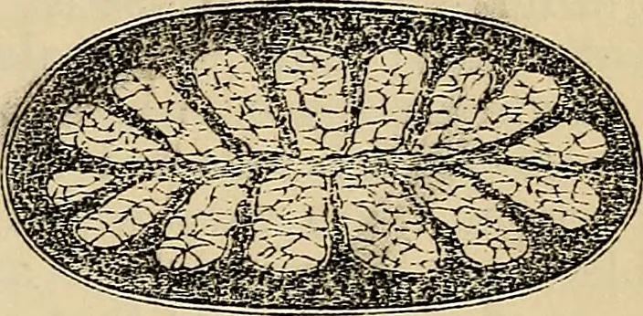 An illustration from The microscope and its revelations, 1881, leaf 866