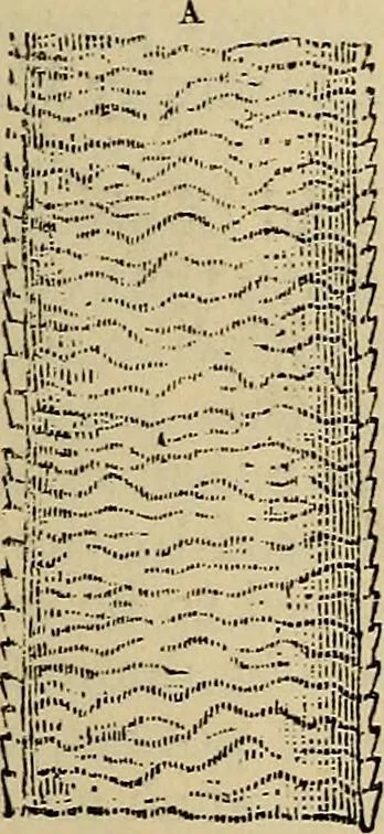 An illustration from The microscope and its revelations, 1881, leaf 866