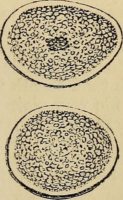 An illustration from The microscope and its revelations, 1881, leaf 866
