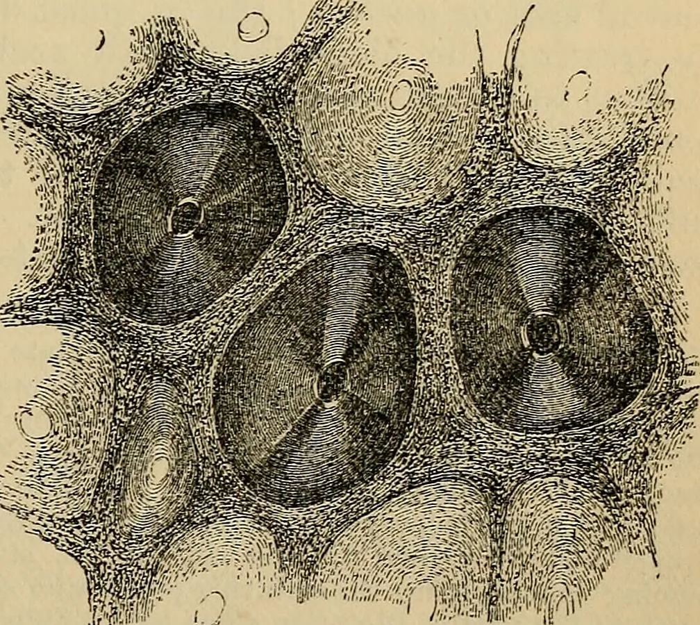 An illustration from The microscope and its revelations, 1881, leaf 868