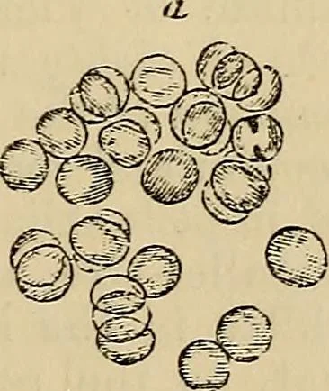 An illustration from The microscope and its revelations, 1881, leaf 870