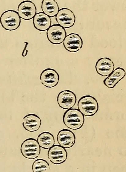 An illustration from The microscope and its revelations, 1881, leaf 870