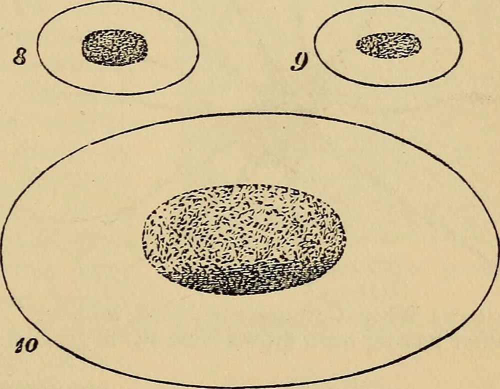 An illustration from The microscope and its revelations, 1881, leaf 872