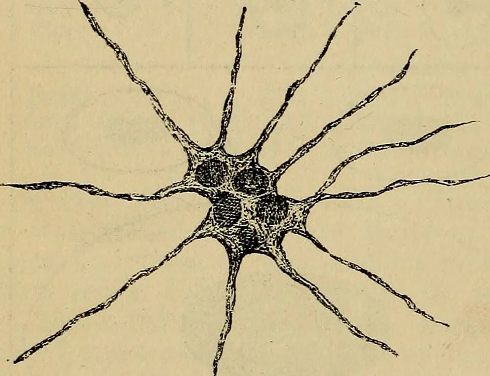 An illustration from The microscope and its revelations, 1881, leaf 873