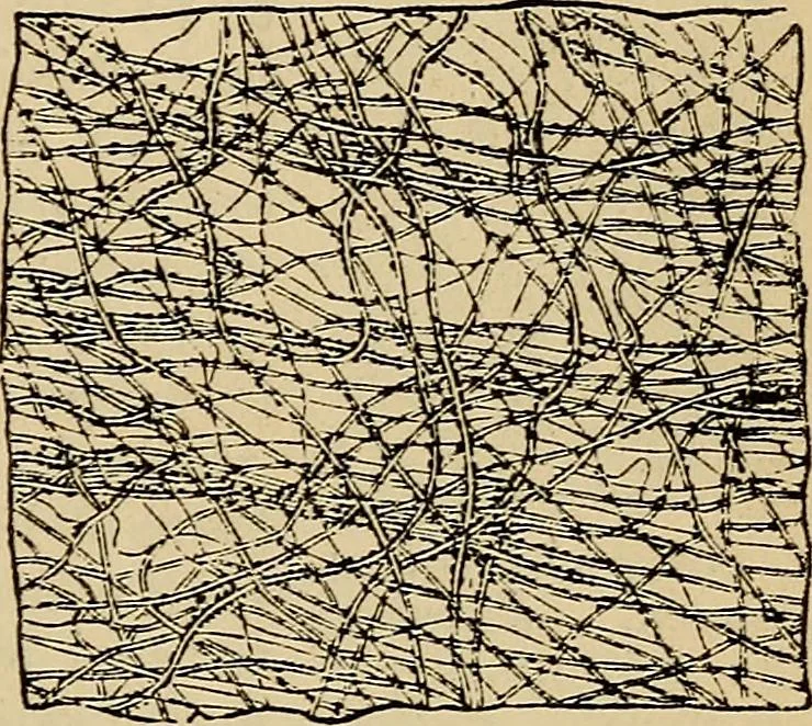 An illustration from The microscope and its revelations, 1881, leaf 874