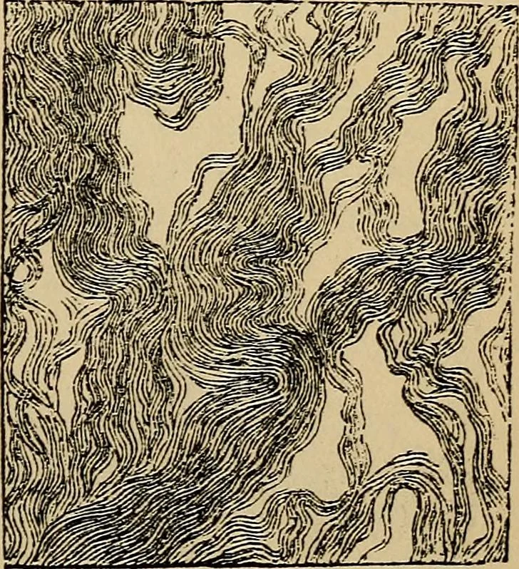 An illustration from The microscope and its revelations, 1881, leaf 874