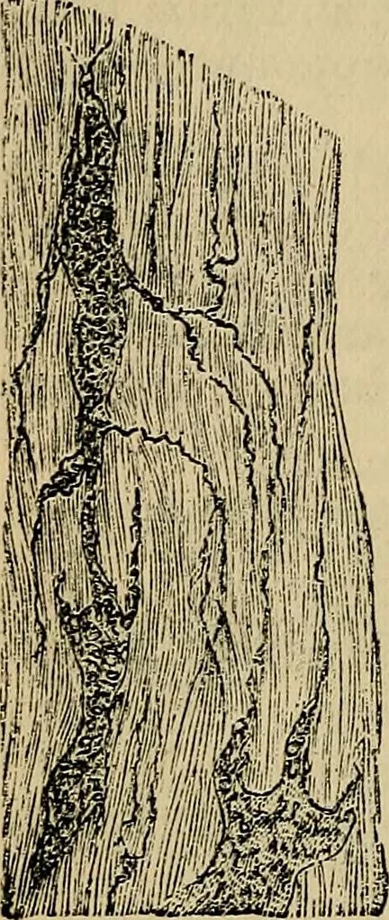 An illustration from The microscope and its revelations, 1881, leaf 875