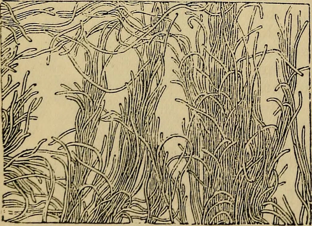 An illustration from The microscope and its revelations, 1881, leaf 875