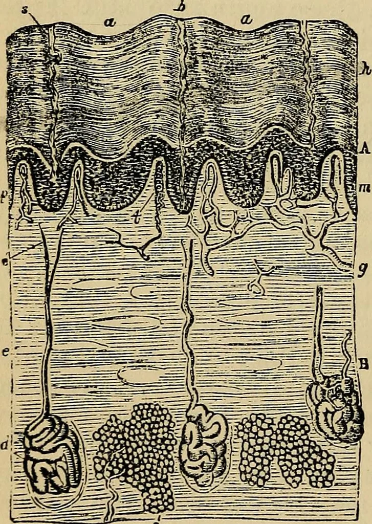 An illustration from The microscope and its revelations, 1881, leaf 877