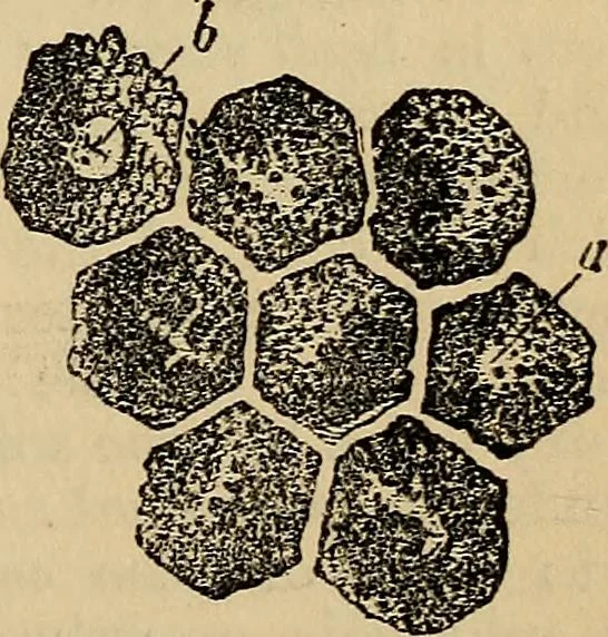 An illustration from The microscope and its revelations, 1881, leaf 878