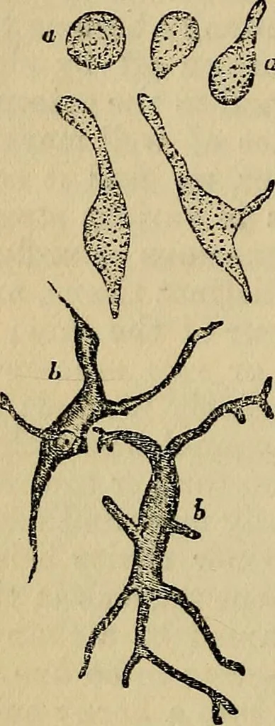 An illustration from The microscope and its revelations, 1881, leaf 879