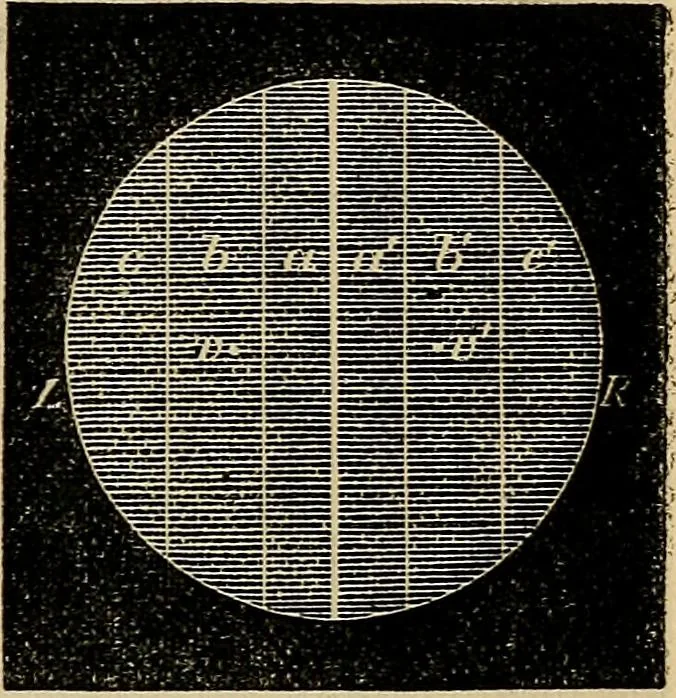 An illustration from The microscope and its revelations, 1881, leaf 88