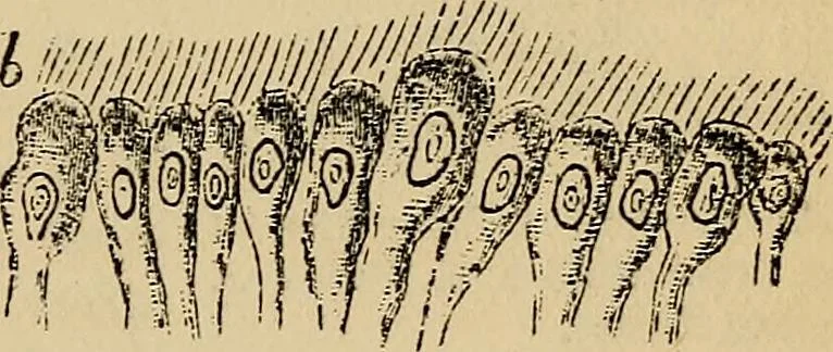 An illustration from The microscope and its revelations, 1881, leaf 880