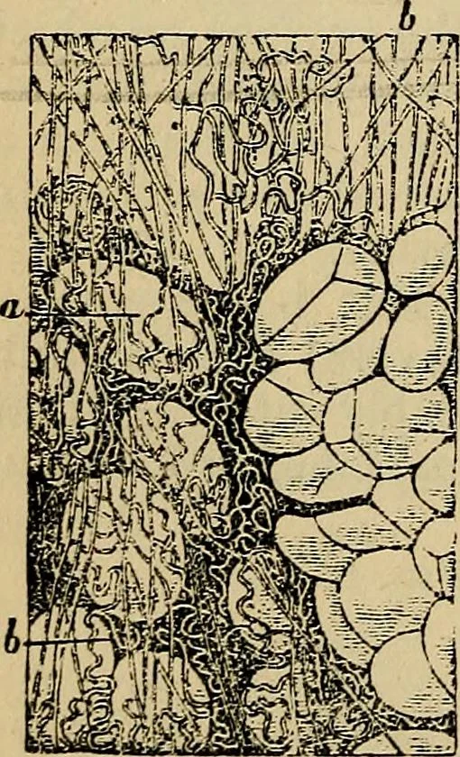 An illustration from The microscope and its revelations, 1881, leaf 881