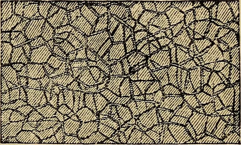 An illustration from The microscope and its revelations, 1881, leaf 882