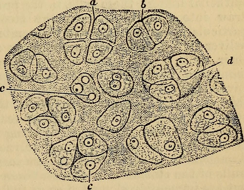 An illustration from The microscope and its revelations, 1881, leaf 882