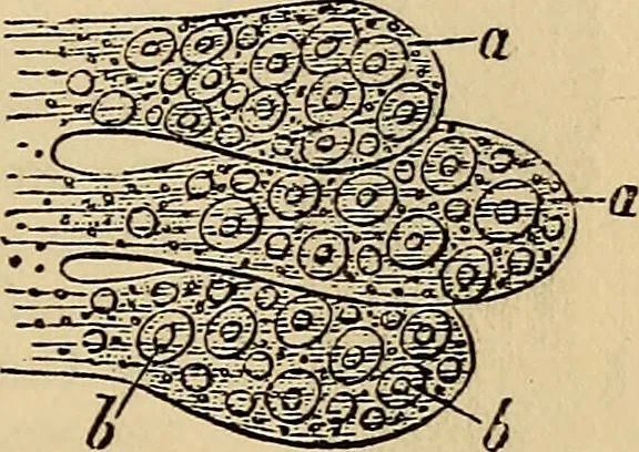 An illustration from The microscope and its revelations, 1881, leaf 884