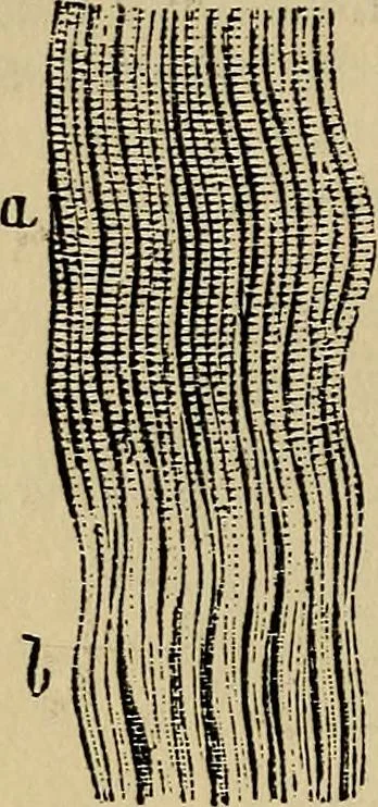 An illustration from The microscope and its revelations, 1881, leaf 885