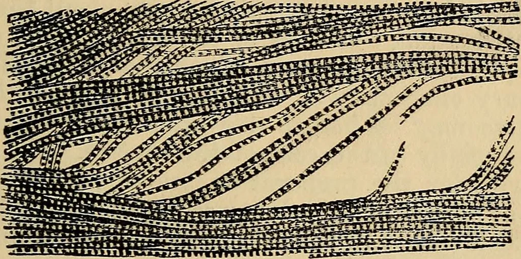 An illustration from The microscope and its revelations, 1881, leaf 886