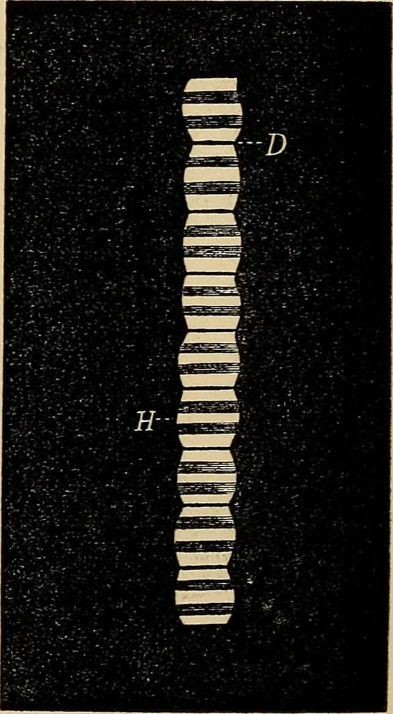 An illustration from The microscope and its revelations, 1881, leaf 886