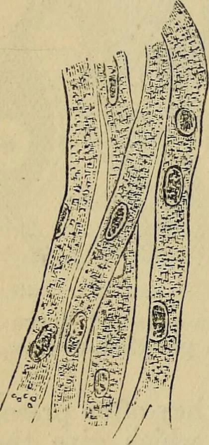 An illustration from The microscope and its revelations, 1881, leaf 889