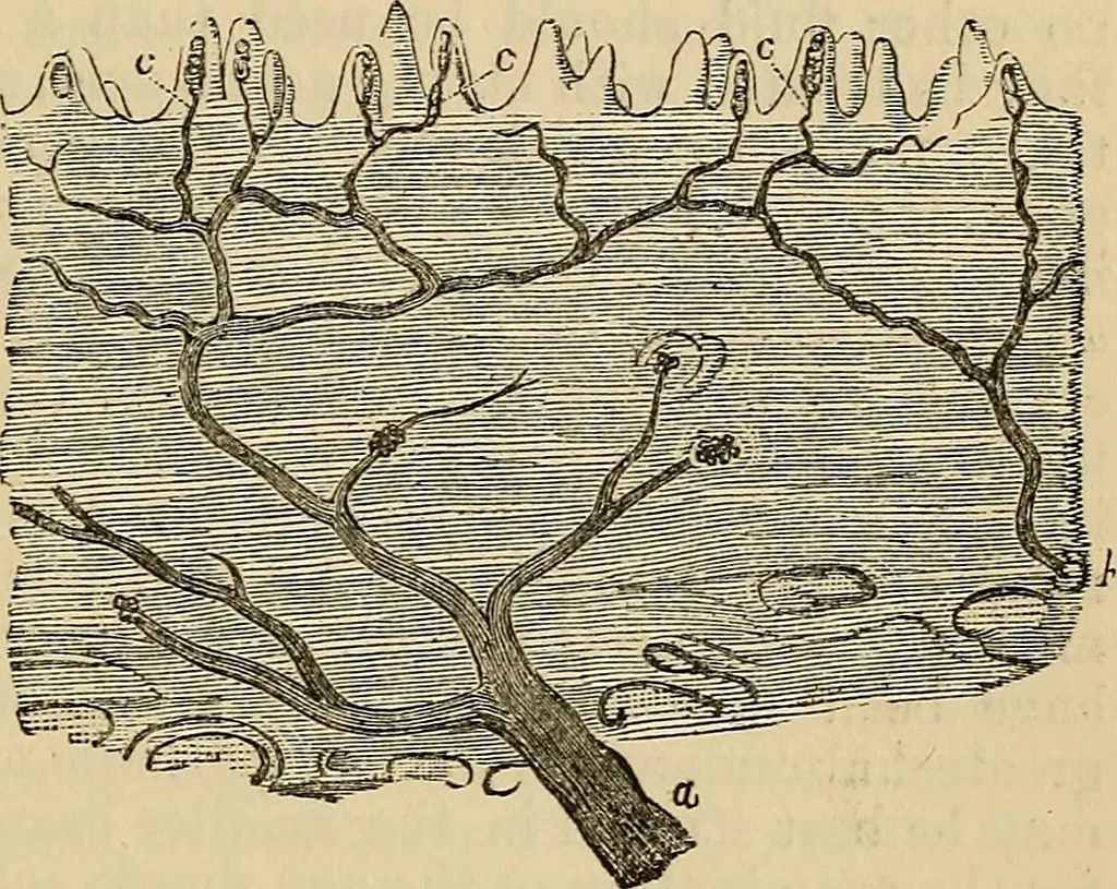 An illustration from The microscope and its revelations, 1881, leaf 890
