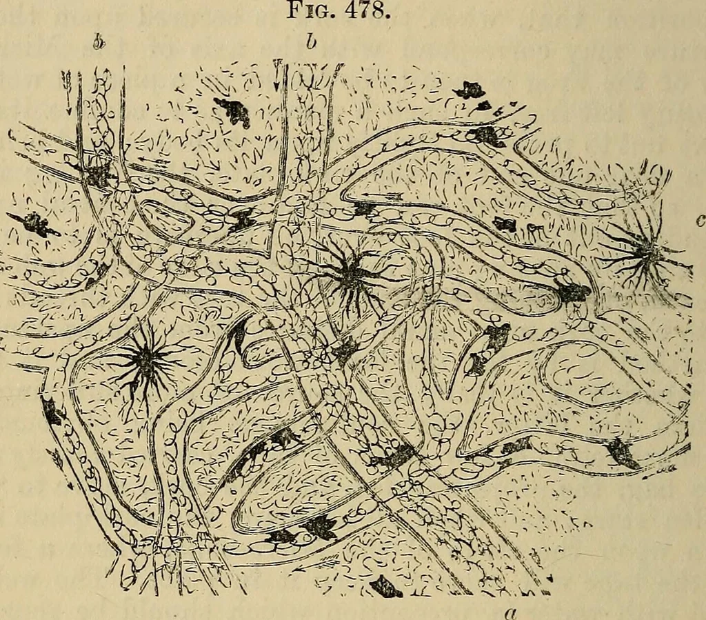 An illustration from The microscope and its revelations, 1881, leaf 893