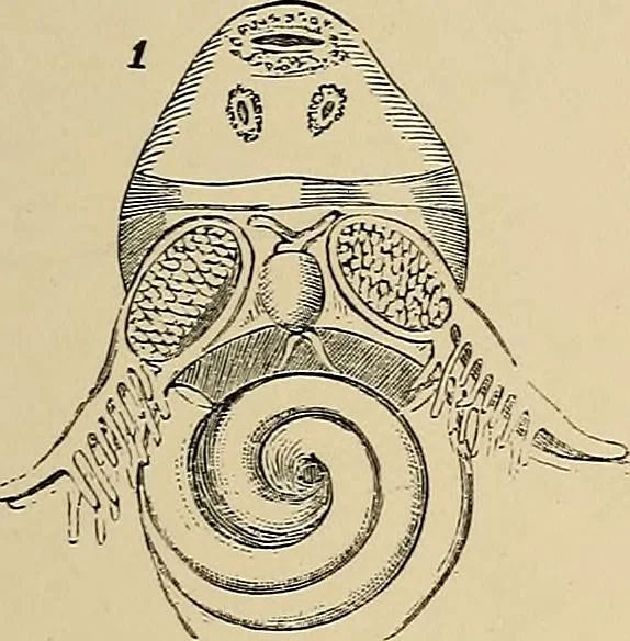 An illustration from The microscope and its revelations, 1881, leaf 896