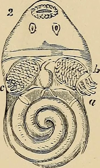 An illustration from The microscope and its revelations, 1881, leaf 896