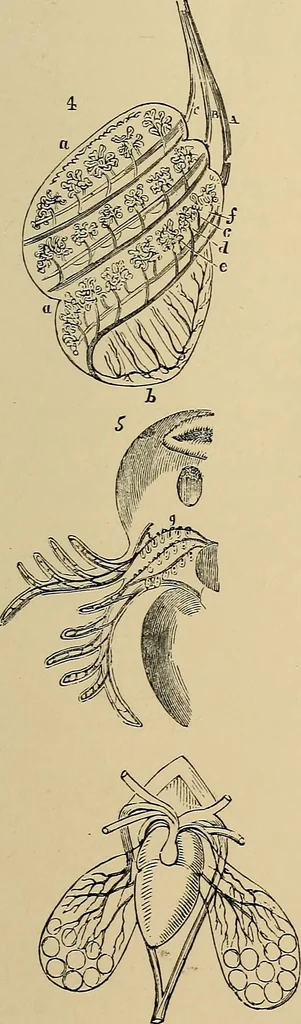 An illustration from The microscope and its revelations, 1881, leaf 896