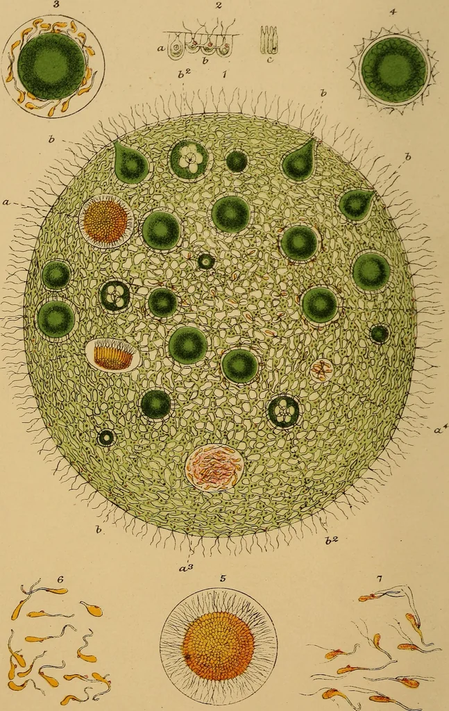 An illustration from The microscope and its revelations, 1881, leaf 9