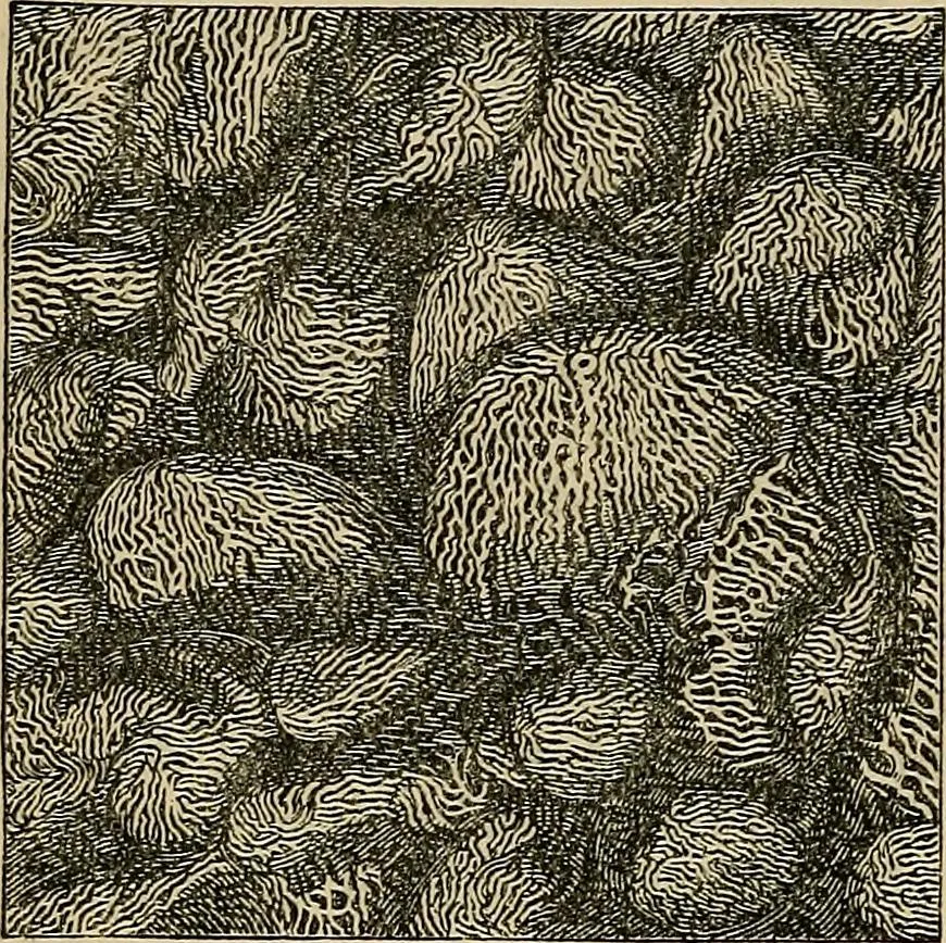 An illustration from The microscope and its revelations, 1881, leaf 903