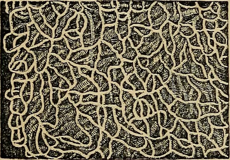 An illustration from The microscope and its revelations, 1881, leaf 907