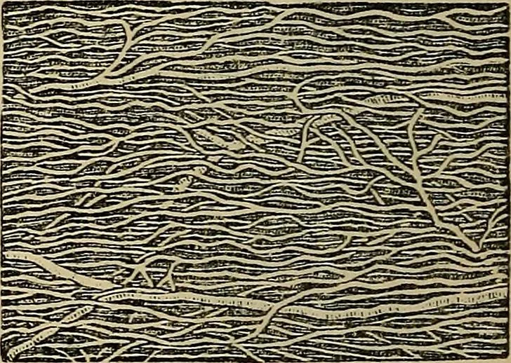 An illustration from The microscope and its revelations, 1881, leaf 907
