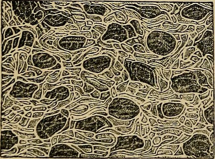An illustration from The microscope and its revelations, 1881, leaf 907