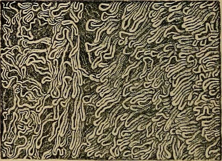 An illustration from The microscope and its revelations, 1881, leaf 907