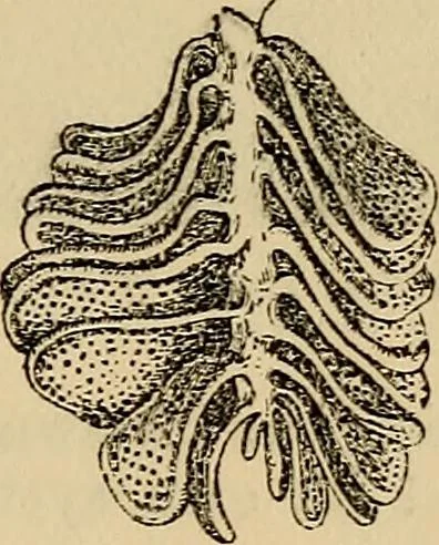 An illustration from The microscope and its revelations, 1881, leaf 908