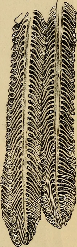 An illustration from The microscope and its revelations, 1881, leaf 908