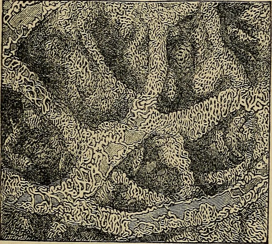 An illustration from The microscope and its revelations, 1881, leaf 909