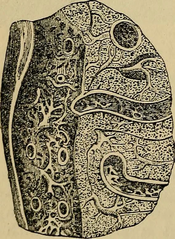 An illustration from The microscope and its revelations, 1881, leaf 909