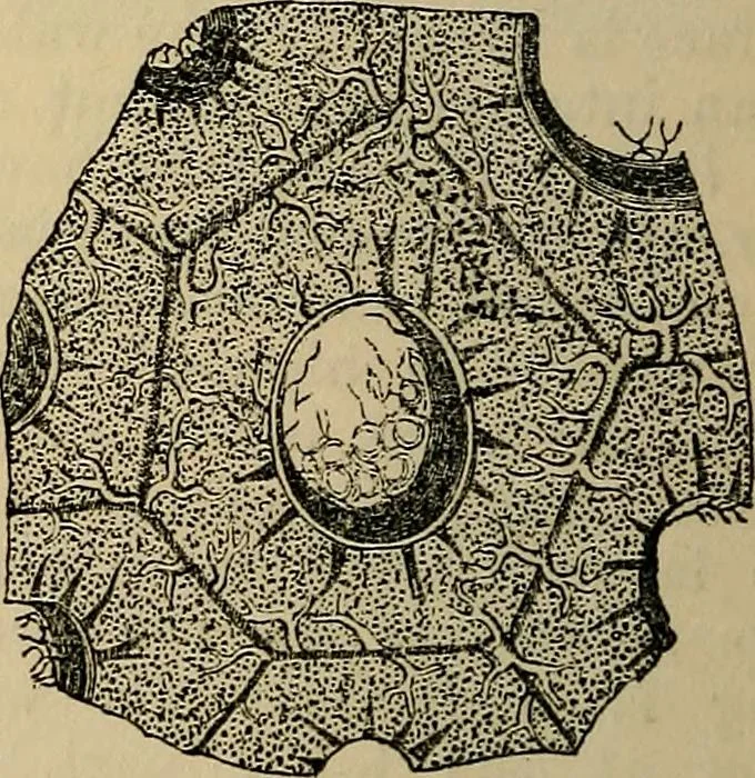 An illustration from The microscope and its revelations, 1881, leaf 909