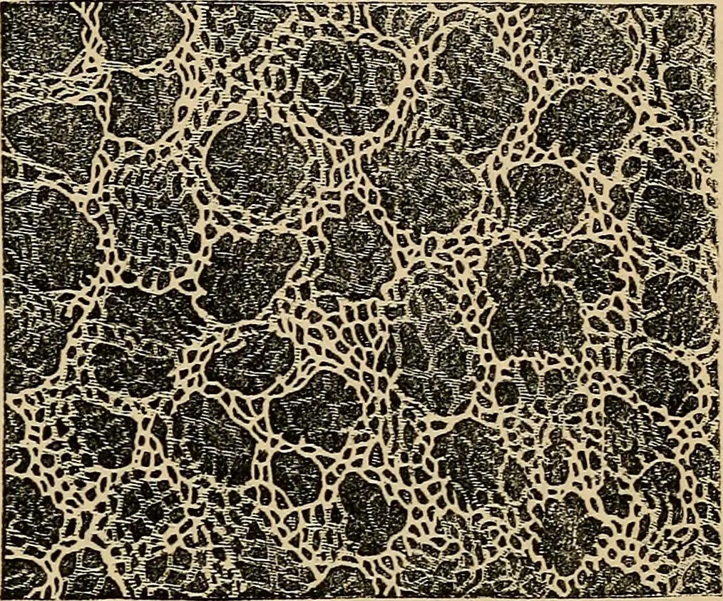 An illustration from The microscope and its revelations, 1881, leaf 910