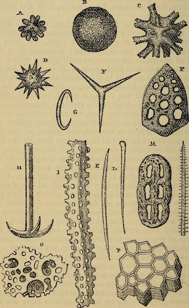 An illustration from The microscope and its revelations, 1881, leaf 915