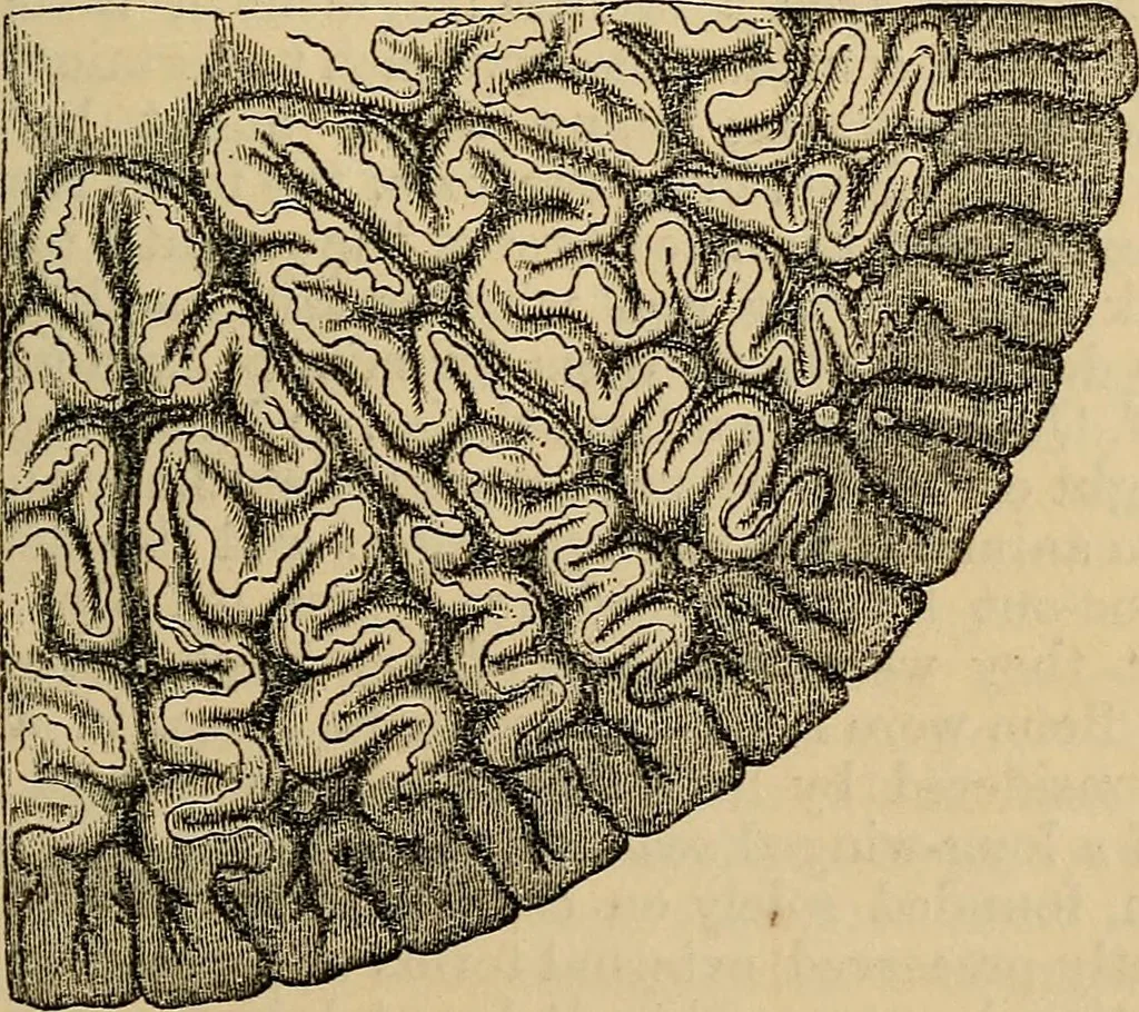 An illustration from The microscope and its revelations, 1881, leaf 922